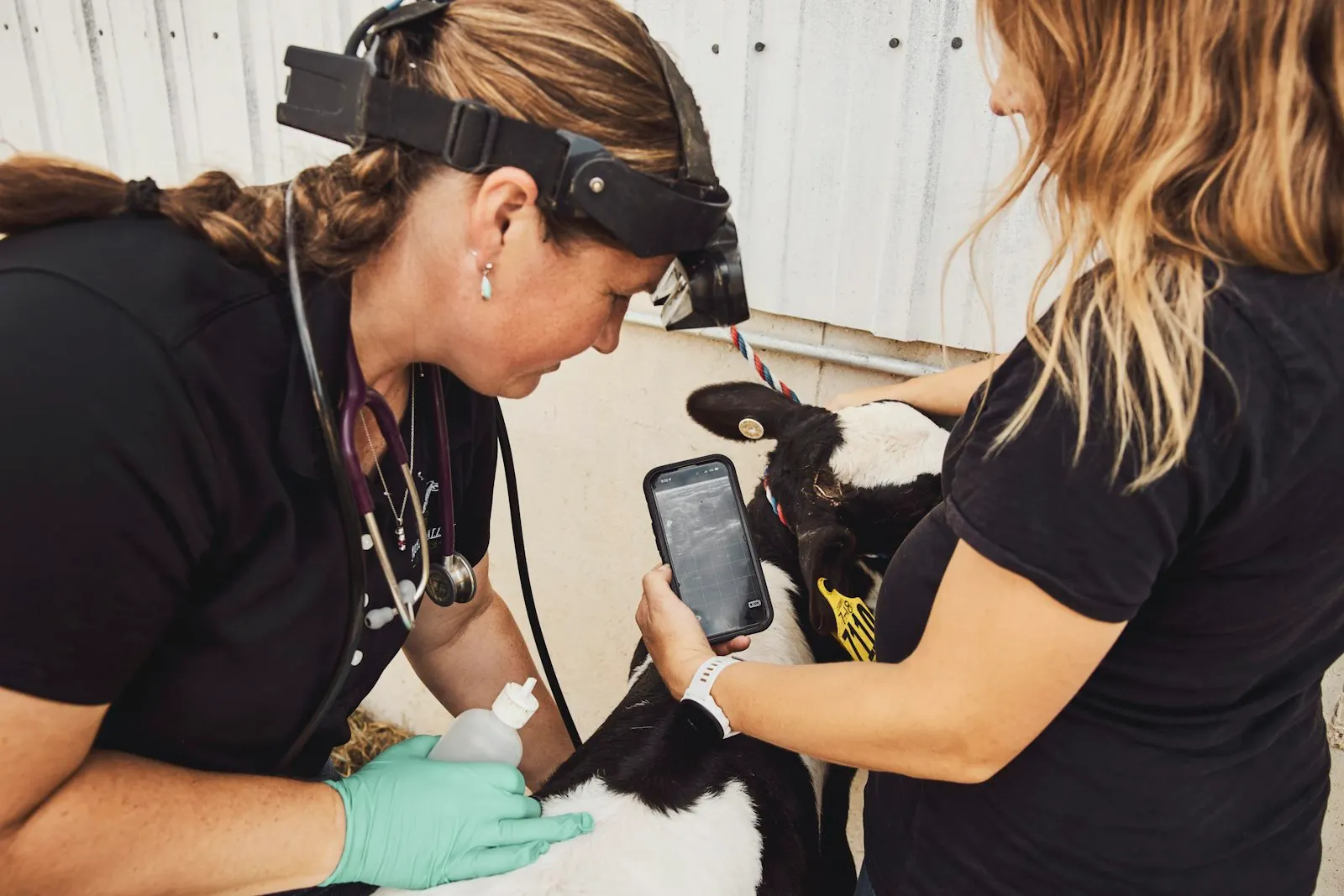 Vétérinaire examinant un veau avec une éleveuse, image des services vétérinaires au service des éleveurs et des ateliers fermiers